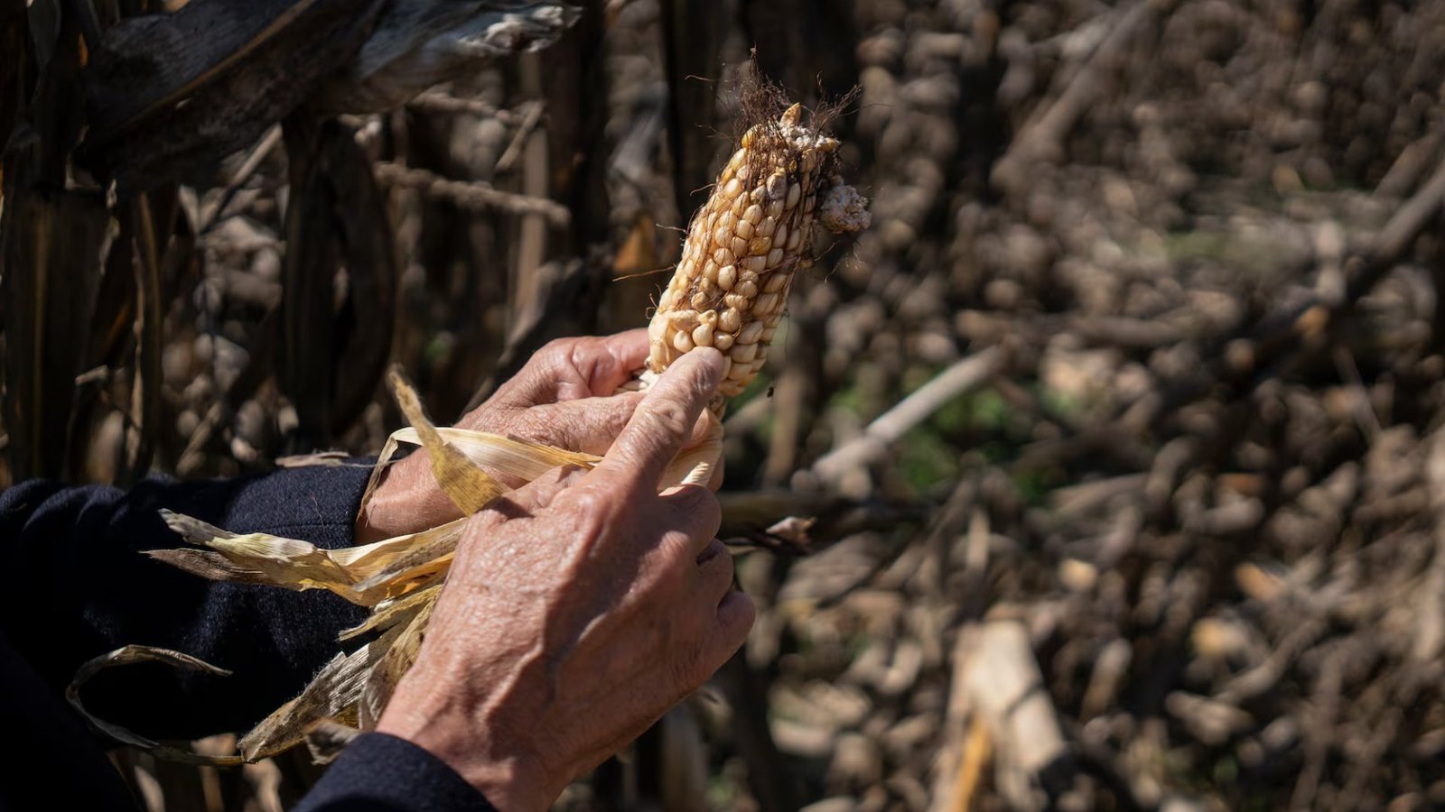 Crisis de maíz en México: el país importa millones de toneladas mientras sus agricultores sufren perdidas
